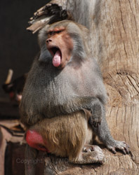 København Zoo eller Zoologisk Have i København er på 7 ha og ligger på Frederiksberg ved Roskildevej på Valby Bakke.