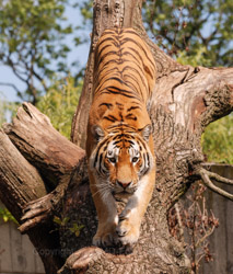 København Zoo eller Zoologisk Have i København er på 7 ha og ligger på Frederiksberg ved Roskildevej på Valby Bakke.