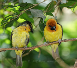 København Zoo eller Zoologisk Have i København er på 7 ha og ligger på Frederiksberg ved Roskildevej på Valby Bakke.