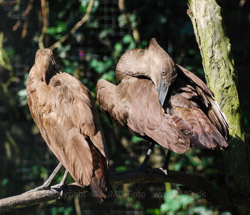 København Zoo eller Zoologisk Have i København er på 7 ha og ligger på Frederiksberg ved Roskildevej på Valby Bakke.