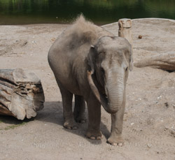 København Zoo eller Zoologisk Have i København er på 7 ha og ligger på Frederiksberg ved Roskildevej på Valby Bakke.