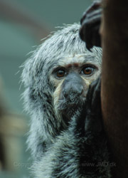 København Zoo eller Zoologisk Have i København er på 7 ha og ligger på Frederiksberg ved Roskildevej på Valby Bakke.